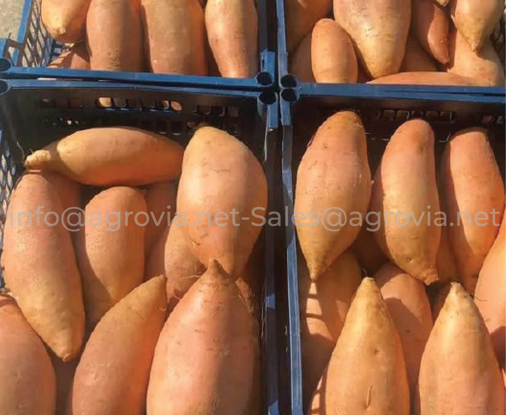Agrovia