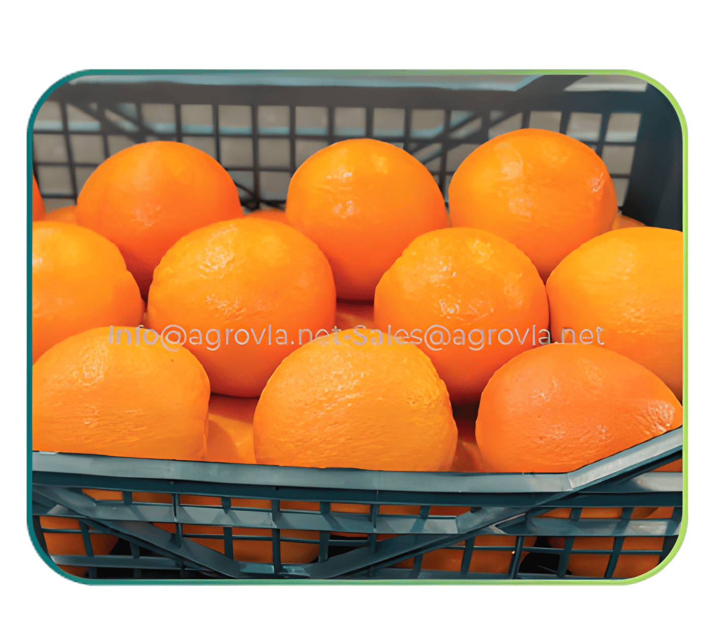 Fresh Fruits