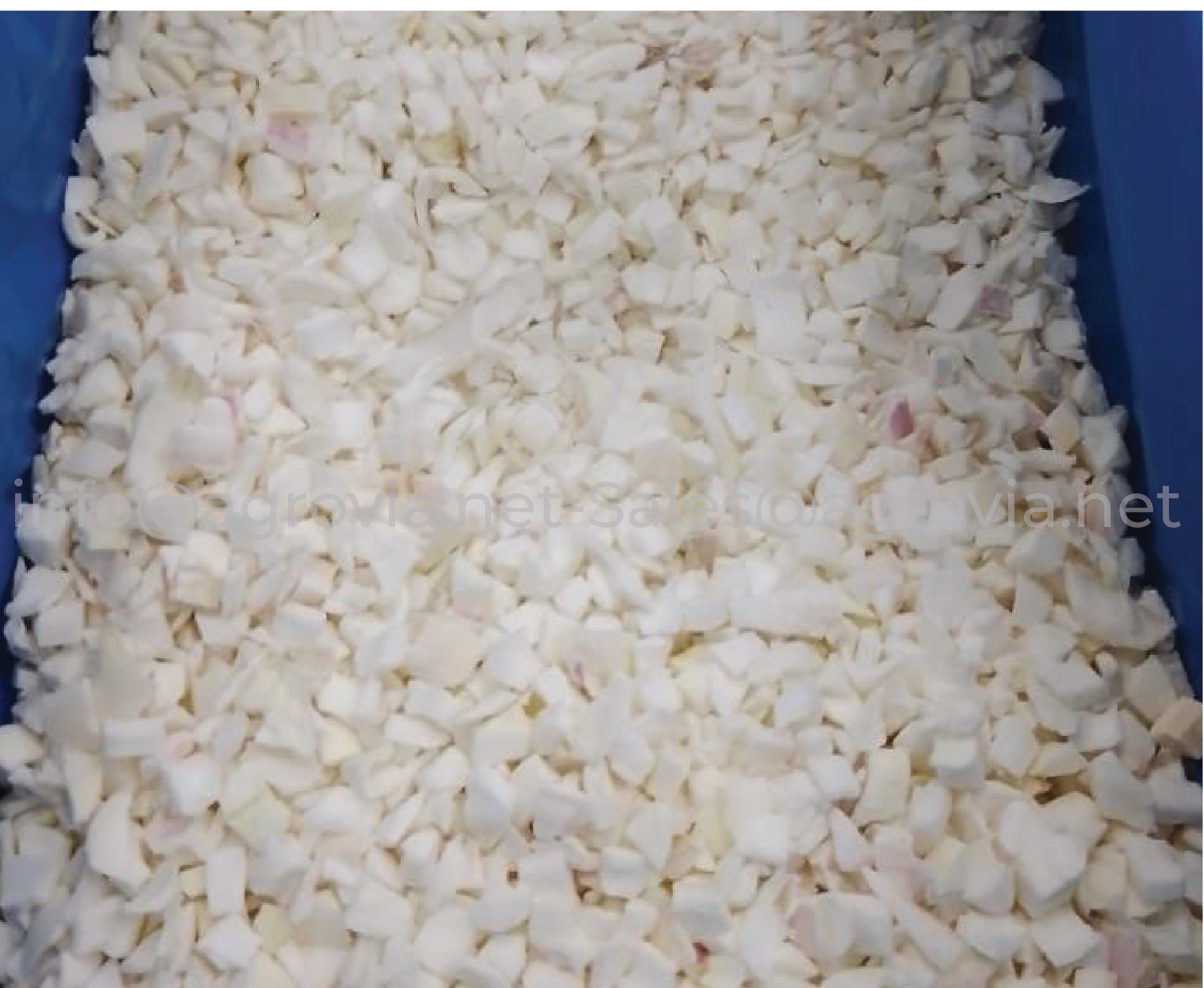 Onion