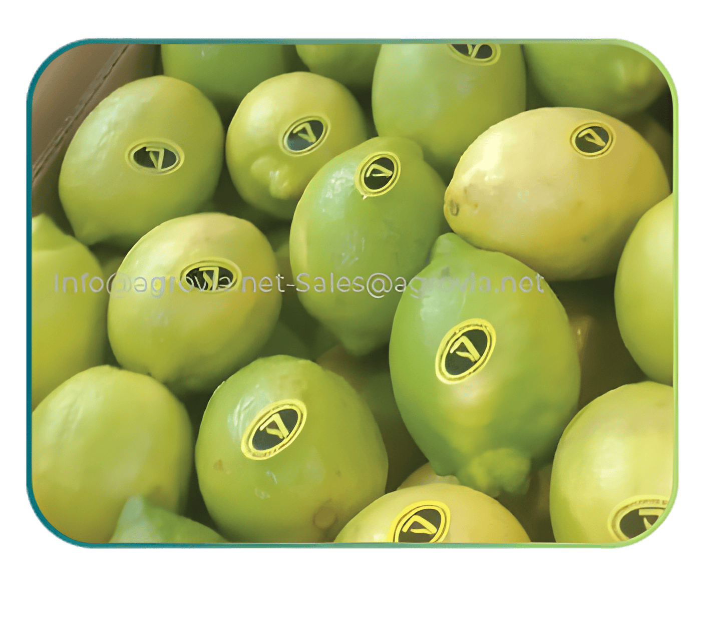 Lemon