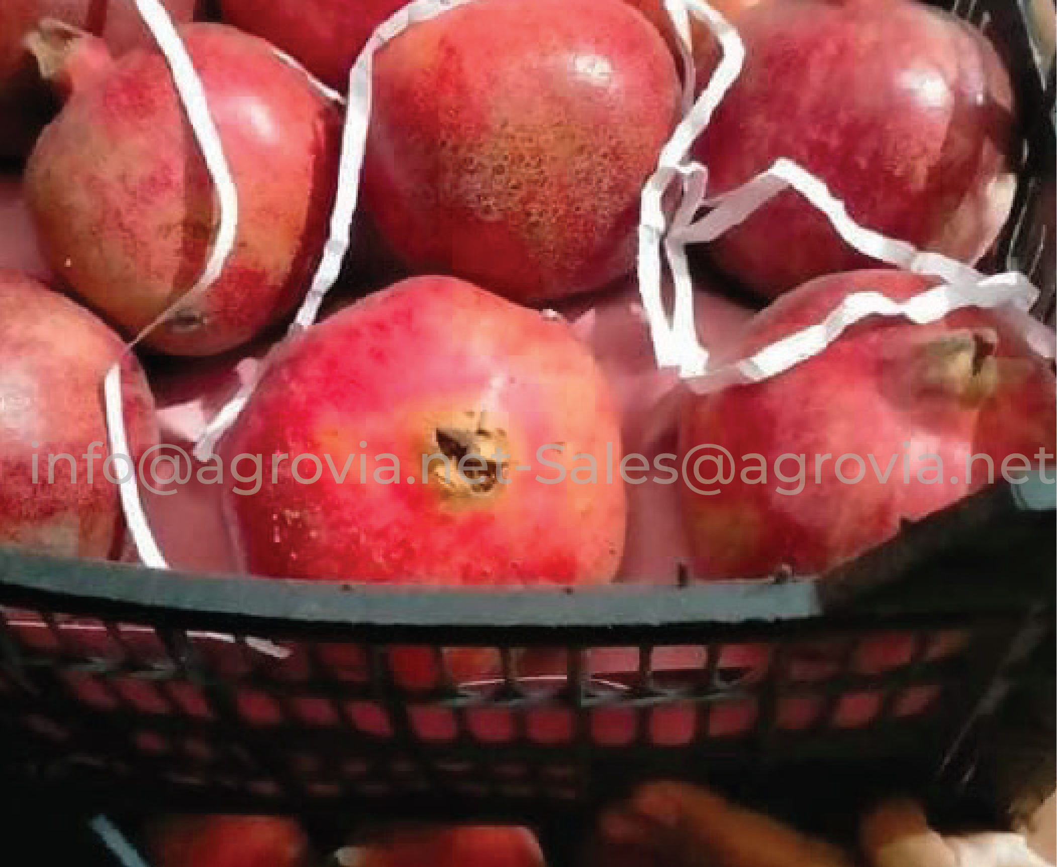 Pomegranate